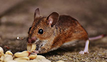 24 Hour & Emergency Exterminators in Exeter, NY